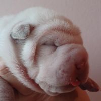 Magnifique chiot  bleu, crème, platinium et lilac #4