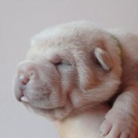 Magnifique chiot  bleu, crème, platinium et lilac #5