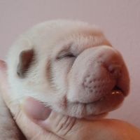 Magnifique chiot  bleu, crème, platinium et lilac #6