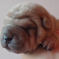 Magnifique chiot  bleu, crème, platinium et lilac #7