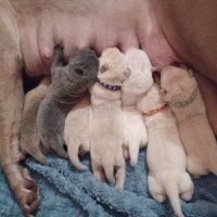 Magnifique chiot  bleu, crème, platinium et lilac #8