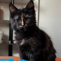 Aidi, adorable chaton à l'adoption #2