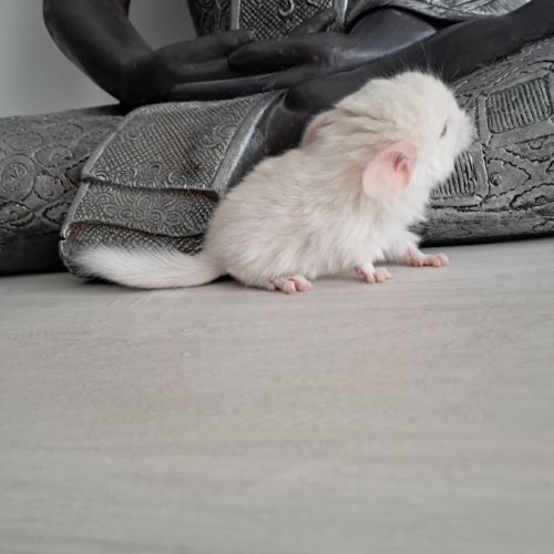 Chinchilla mâle #3