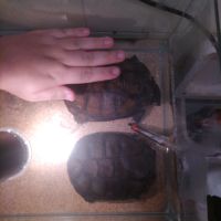 Tortue pelomedusa #2