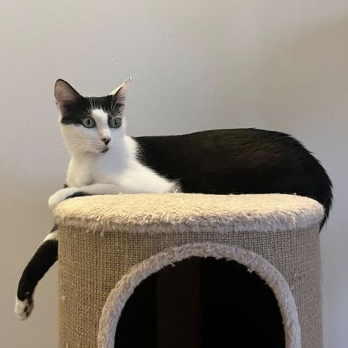 Nahla, adorable jeune chatte à l'adoption #4