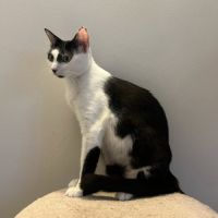 Nahla, adorable jeune chatte à l'adoption #2