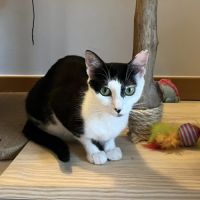 Nahla, adorable jeune chatte à l'adoption #3