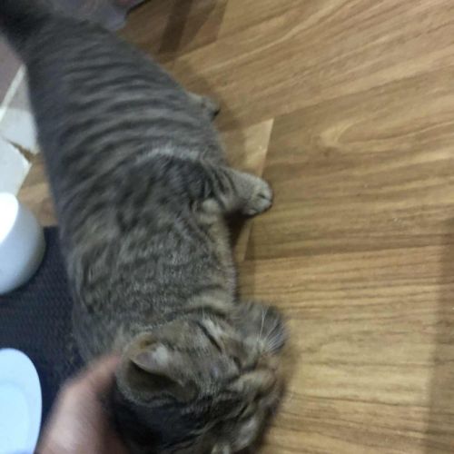 Aïna chatonne douce et câline. #2