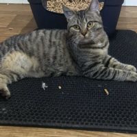 Aïna chatonne douce et câline.