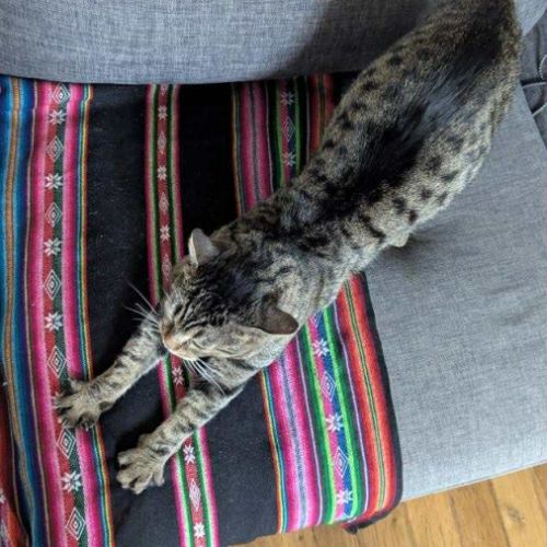 Crocus un chat roudoudou #1