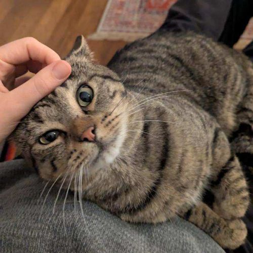 Crocus un chat roudoudou