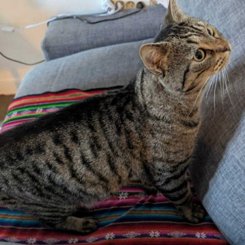 Crocus un chat roudoudou #6