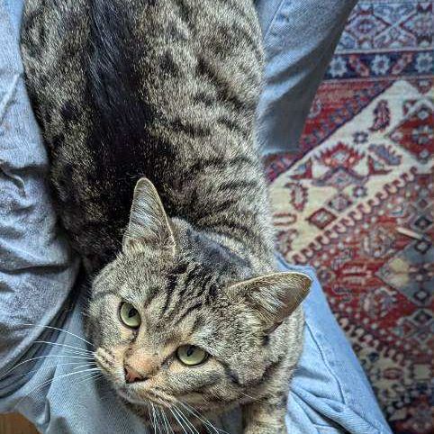 Crocus un chat roudoudou #7