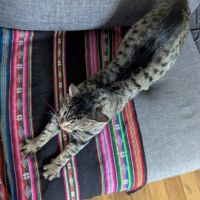 Crocus un chat roudoudou #1