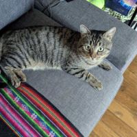 Crocus un chat roudoudou #3