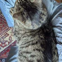 Crocus un chat roudoudou #4