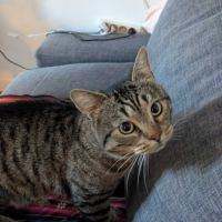 Crocus un chat roudoudou #5