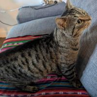 Crocus un chat roudoudou #6