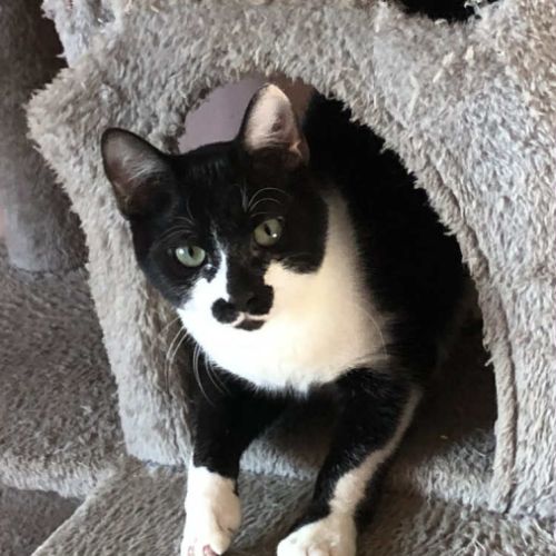 Kleenex un trop mignon chaton sociable comme tout #2