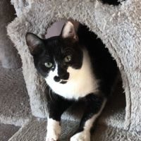 Kleenex un trop mignon chaton sociable comme tout #2