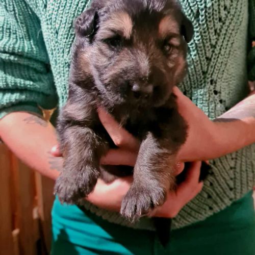 Chiot mâle berger allemand bicolore