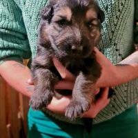 Chiot mâle berger allemand bicolore