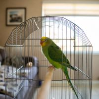 Don perruche ondulée #0