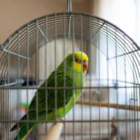 Don perruche ondulée #2