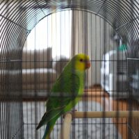 Don perruche ondulée #3