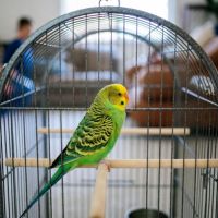 Don perruche ondulée #4