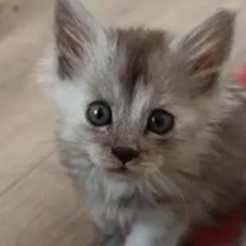 3 superbe males red shell/shinchila #1