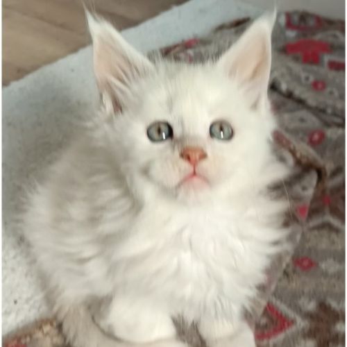 3 superbe males red shell/shinchila