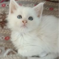 3 superbe males red shell/shinchila #4