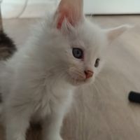 3 superbe males red shell/shinchila #5