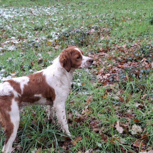 Superbe chiots epagneul breton lof #1