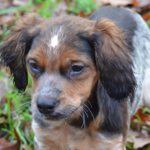 Superbe chiots epagneul breton lof #3