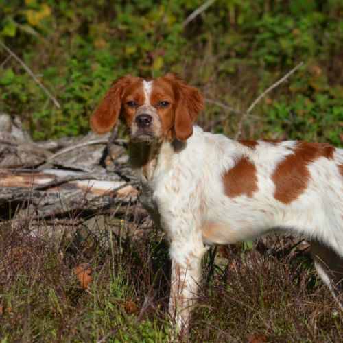 Superbe chiots epagneul breton lof #4