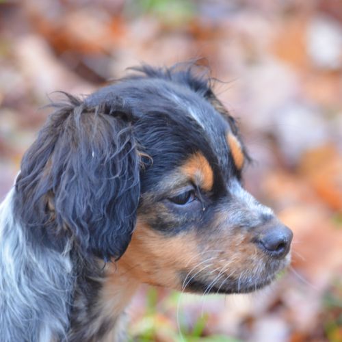 Superbe chiots epagneul breton lof #0