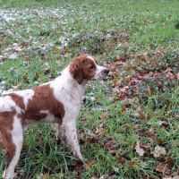 Superbe chiots epagneul breton lof #1