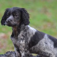 Superbe chiots epagneul breton lof #2