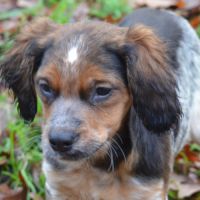 Superbe chiots epagneul breton lof #3