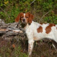 Superbe chiots epagneul breton lof #4