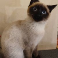 Chat niva à l adoption