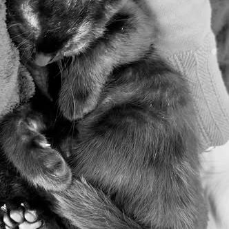 Chat carbone à l adoption