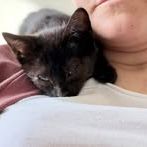 Chat carbone à l adoption #2