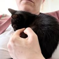 Chat carbone à l adoption #3