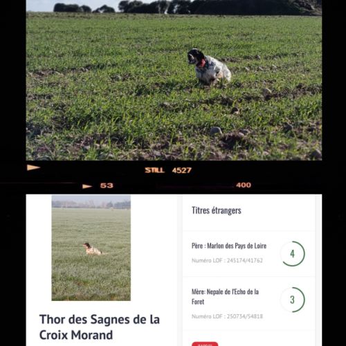 Thor setter anglais (trialer dispo pour saillie ) #2