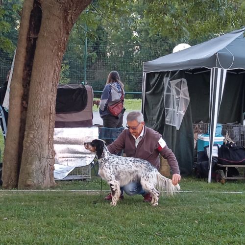 Thor setter anglais (trialer dispo pour saillie ) #4