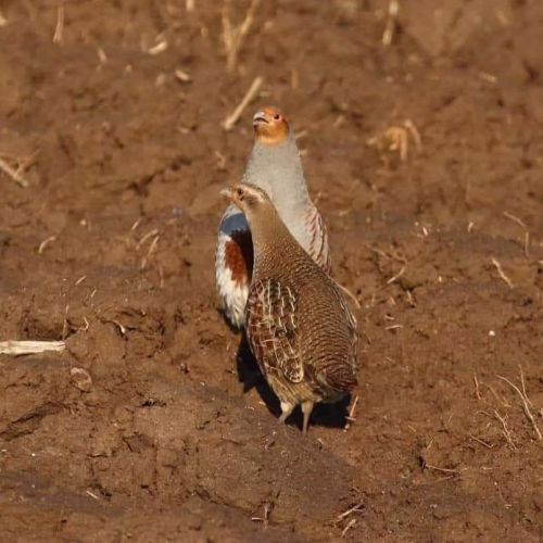 Thor setter anglais (trialer dispo pour saillie ) #5