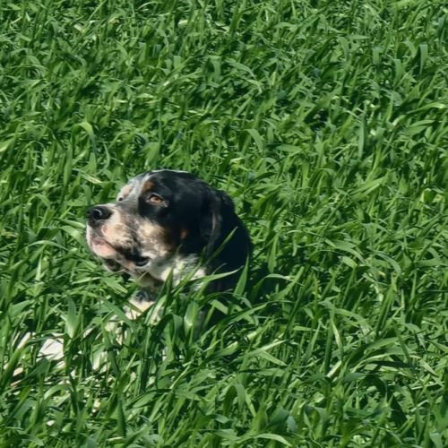 Thor setter anglais (trialer dispo pour saillie ) #6